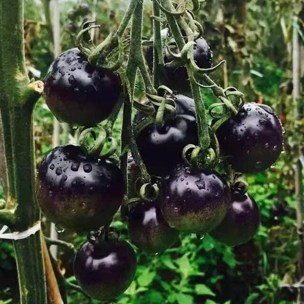 Black tomatoes seeds