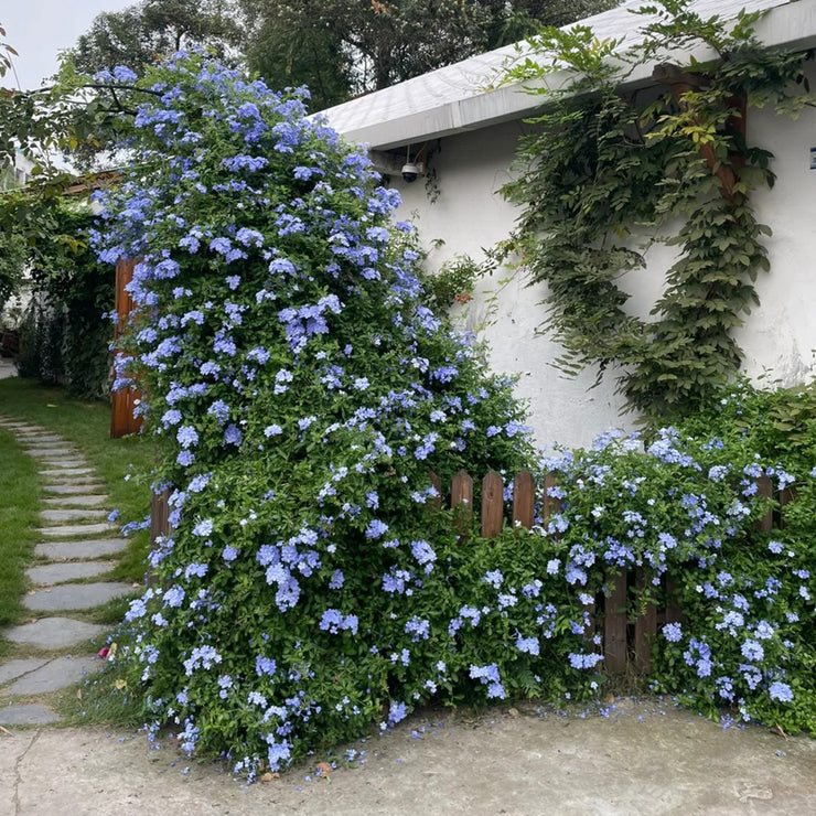 Cape Leadwort Seeds