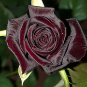 Black rose seeds🌹- Black Buck