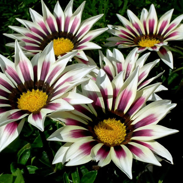 Gazania, Treasure Flower 'Big Kiss White Flame' (Gazania rigens)