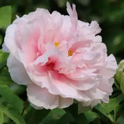 Mixed Color Peony Flower Seeds