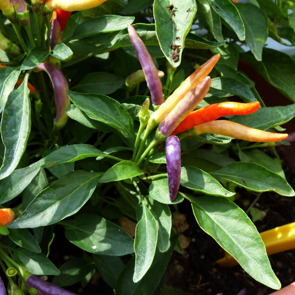 Pepper spicy Garda fireworks 5 PCS fresh seeds, Hot pepper seeds, Spicy pepper seeds, Organic seeds, Non GMO