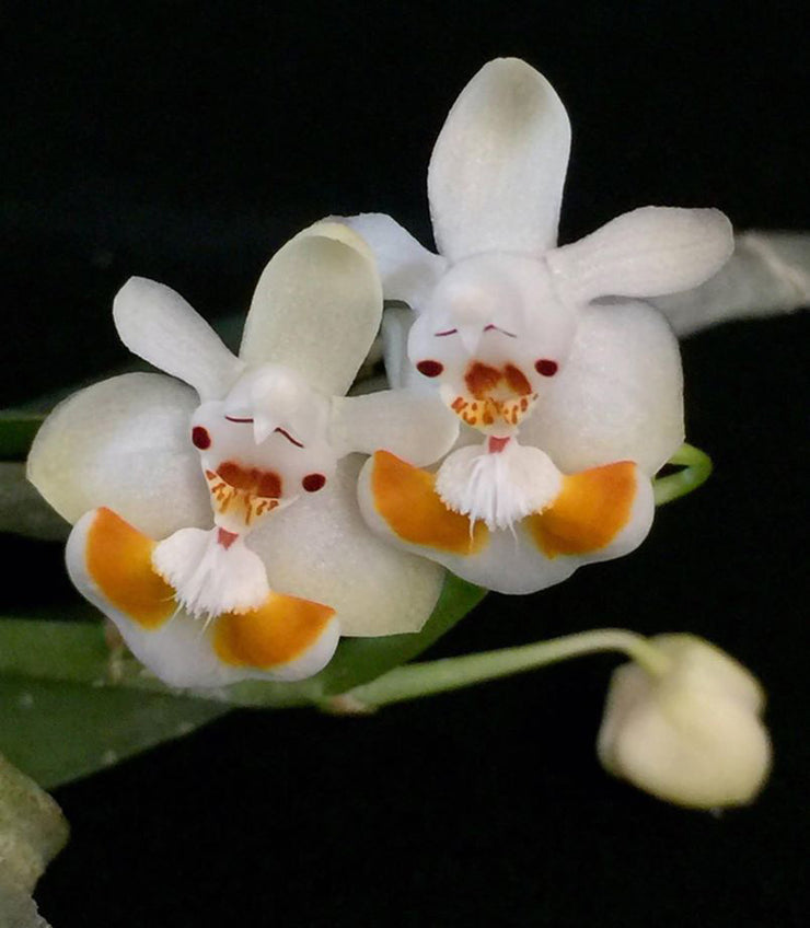 Phalaenopsis lobbii