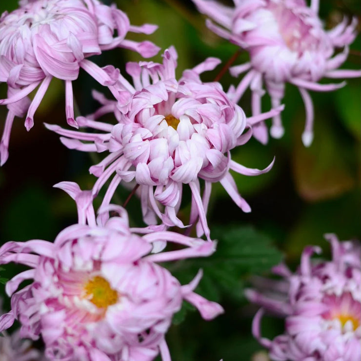 Edo Chrysanthemum Seeds-Precious Pearl