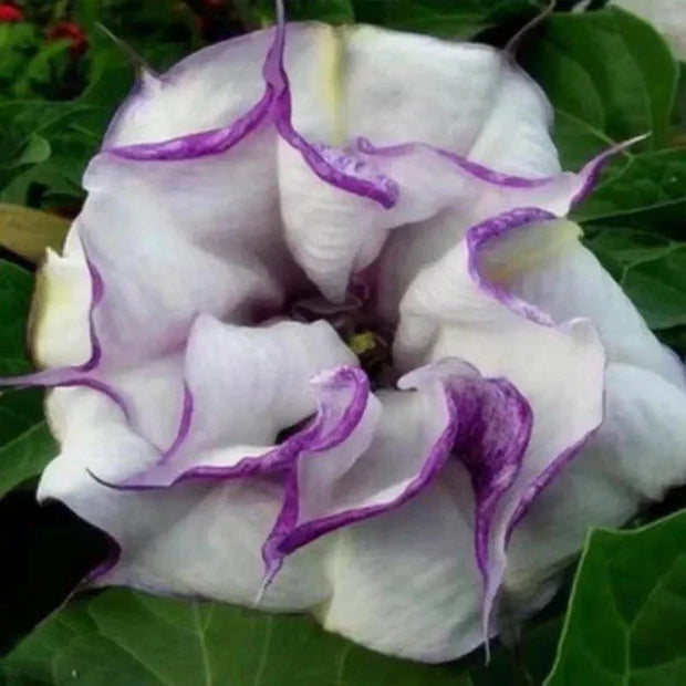 Mandevilla Purple-Devil’s Trumpet Plant