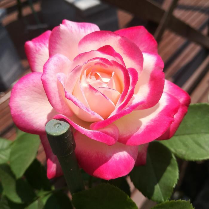 Rose 'Cherry Parfait' Seeds