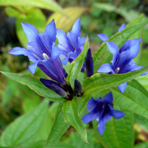 Gentiana Asclepiadea - Willow Gentian seed