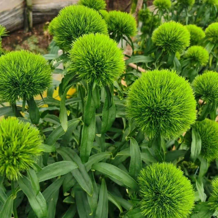 Super cute🤣Dianthus barbatus seeds-Mix color