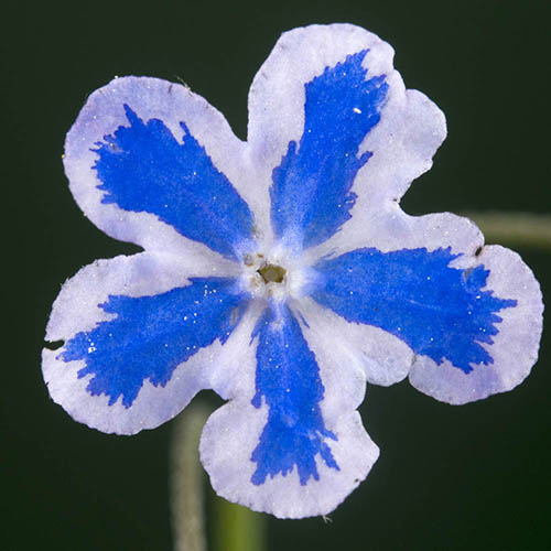 Omphaloides Starry Eyes