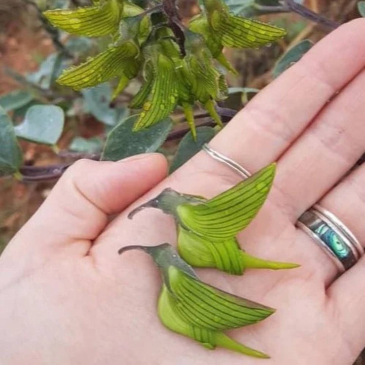 Crotalaria Cunninghamii Seeds