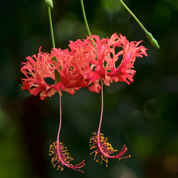 Hibiscus schizopetalus Seeds