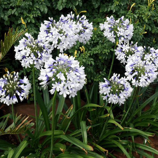 🎁New Year Sale🎁Agapanthus ‘Twister’ African Lily