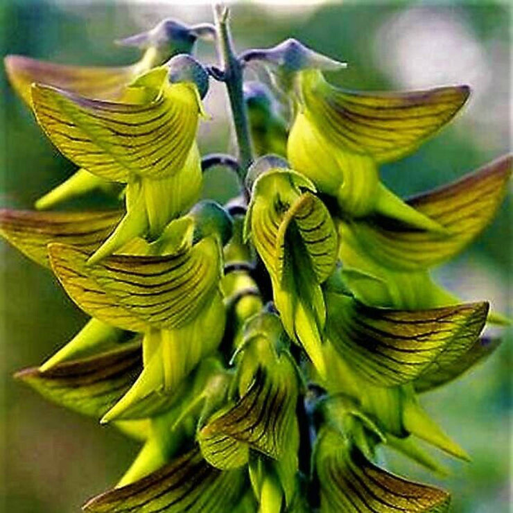 Crotalaria Cunninghamii Seeds