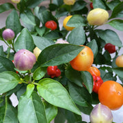Chinese Five-Color Hot Pepper Seeds