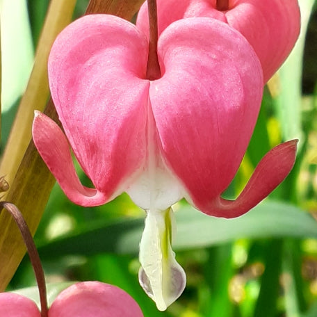 Dicentra formosa 'King of Hearts'