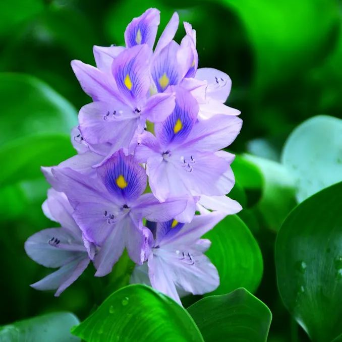 Water Hyacinth (Eichhornia crassipes) Seeds