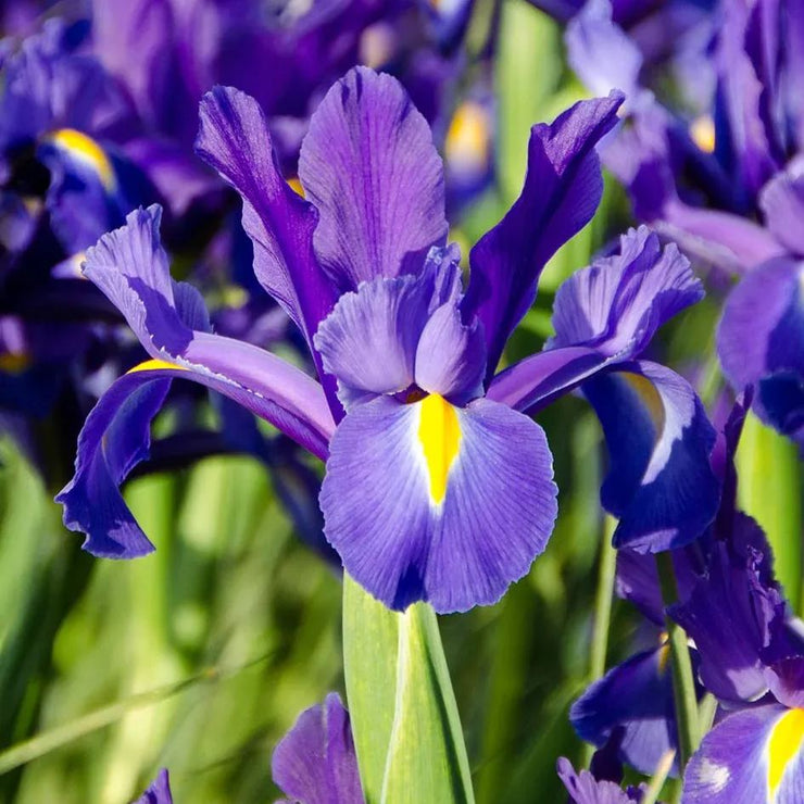 Dutch Iris 'Discovery'