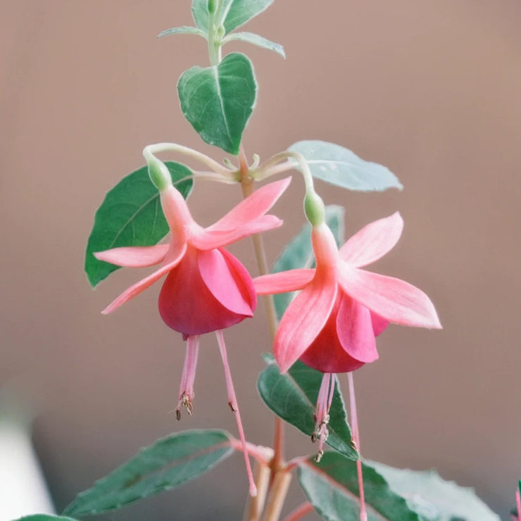 Fuchsia Hybrida Voss Seeds