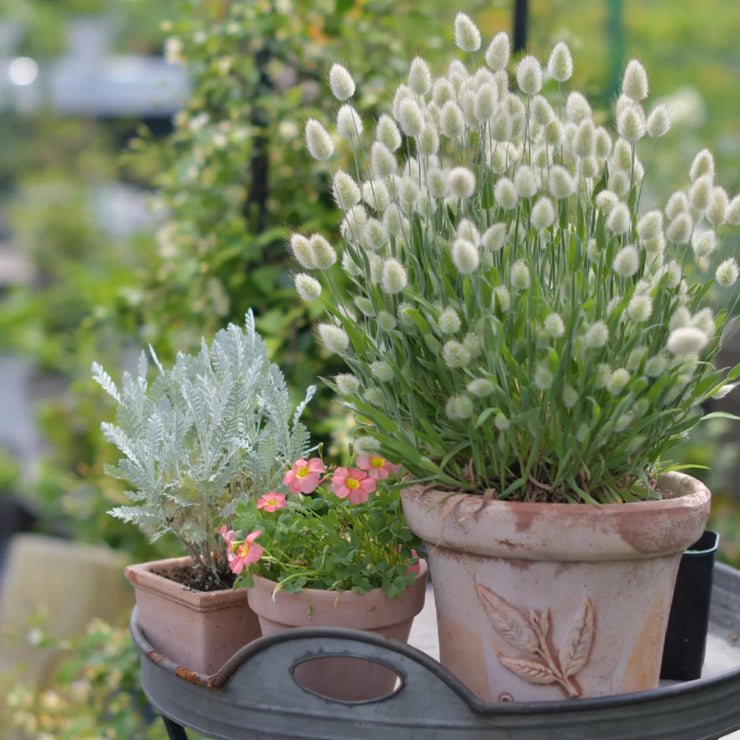 Spring New😍Bunny tail grass