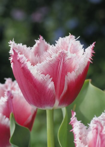 Fringed Tulip