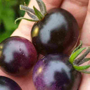 Midnight Snack Cherry Tomato Seeds