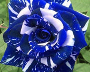 Blue Dragon Rose Seeds-Perennial -Authentic Seeds