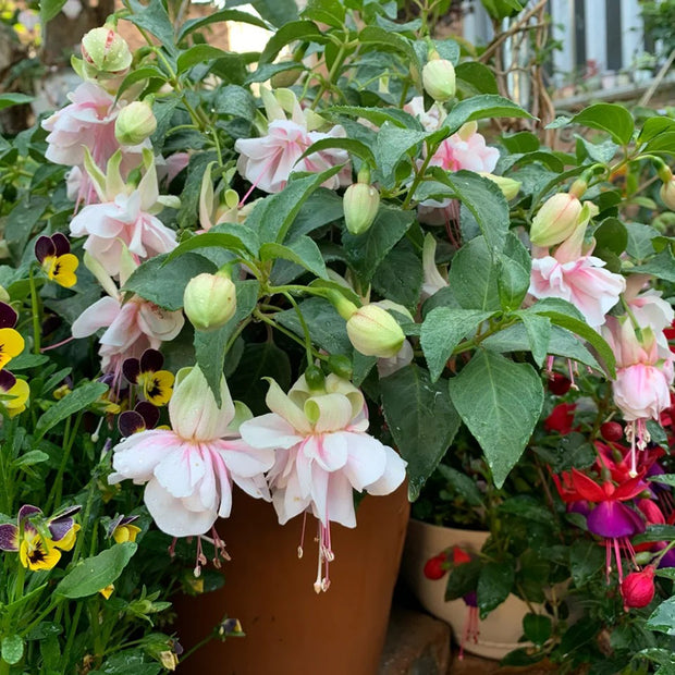 Fuchsia Hybrida Voss Seeds