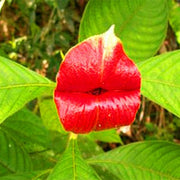 🫦Red Lips Sexy Kiss Pink Flower Seeds