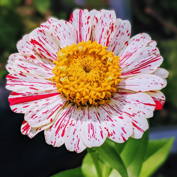 Striped Zinnia Seeds