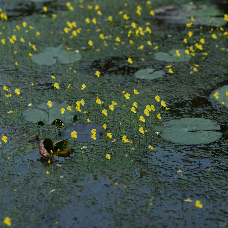 New off🔥Utricularia gibba seeds