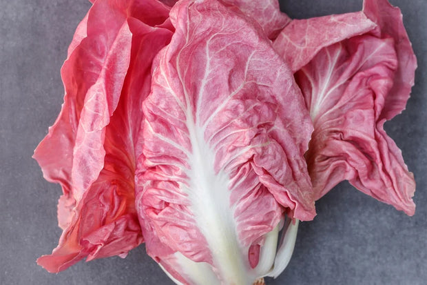 Mantovano Radicchio Seeds, Pink "Lettuce" Cichorium intybus
