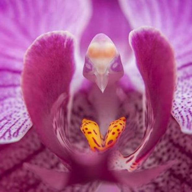 Pink Veined Phalaenopsis Orchid - Moth Orchids