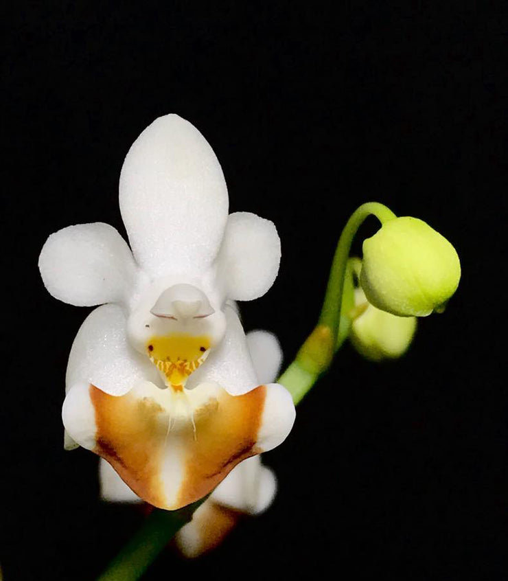 Phalaenopsis lobbii