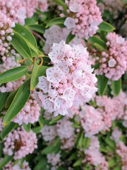 Kalmia latifolia (Mountain Laurel)