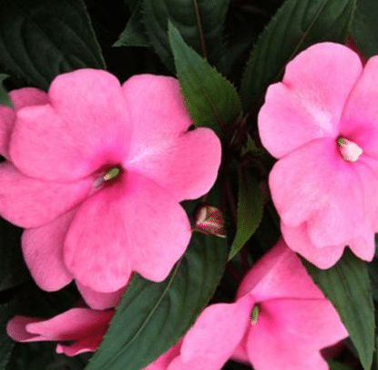 IMPATIENS SEEDS - CAMELIA FLOWERED MIXED