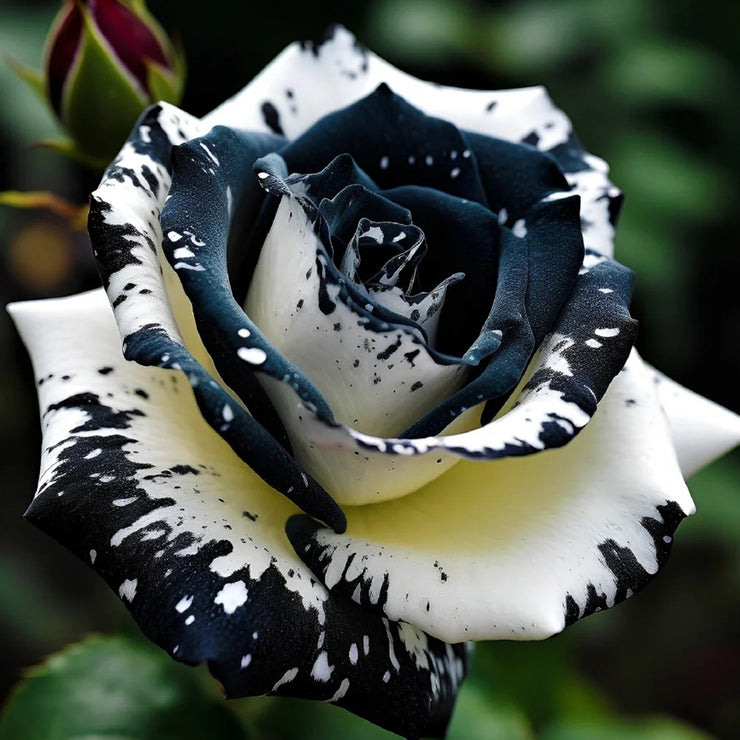 🖤Black&White Kuyla Twin Roses Seeds