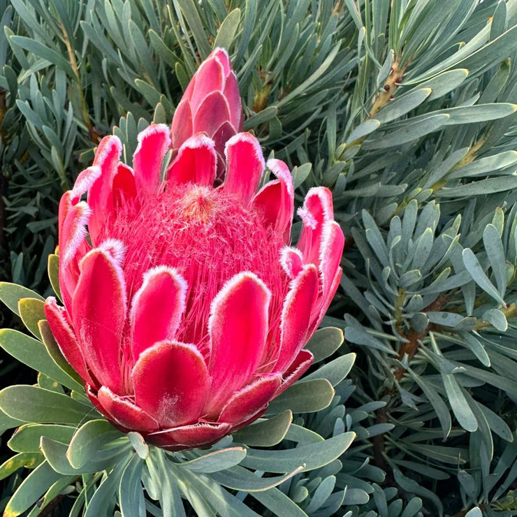 Protea cynaroides Seeds