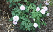 Bourbon Rose 'Souvenir de la Malmaison' (Rosa)