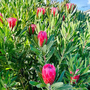 Protea cynaroides Seeds