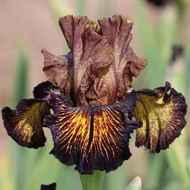 Sorbonne Bearded Iris