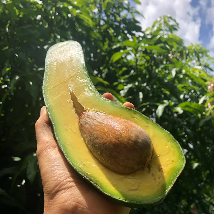 🥑LONG NECK AVOCADO SEEDS