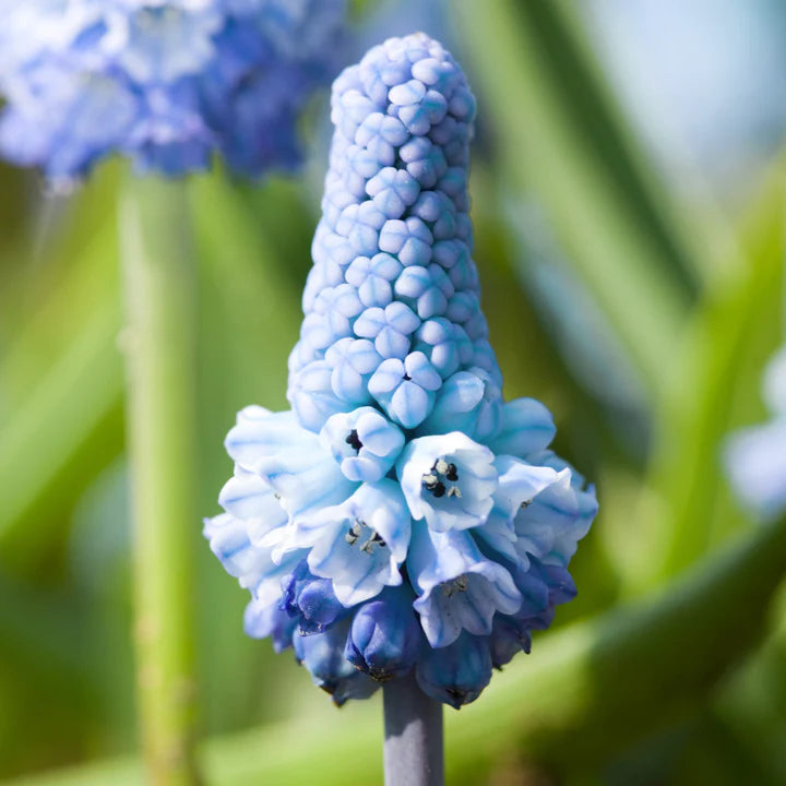 Mixed Muscari Cottage Blend