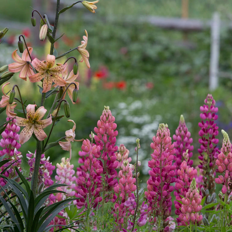 HOT SALL💥Lupine Seeds 🌸🌸🌸