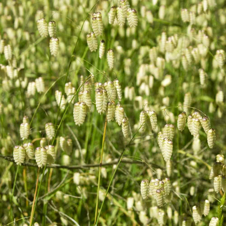 Quaking Grass Seeds