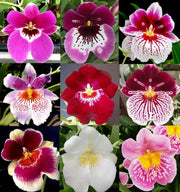 MIX  Orchid Miltoniopsis Breathless 'Beauty'   Seeds