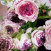 🌟🌟🌟2023 HOT SALE - Italian Ranunculus Elegance Bianco Striato