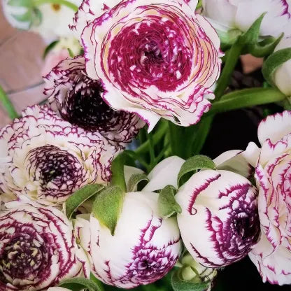 🌟🌟🌟2023 HOT SALE - Italian Ranunculus Elegance Bianco Striato