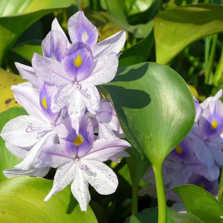 Water Hyacinth (Eichhornia crassipes) Seeds