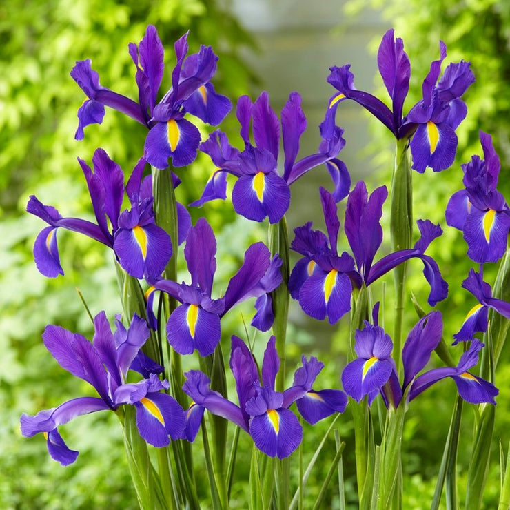 Dutch Iris 'Discovery'