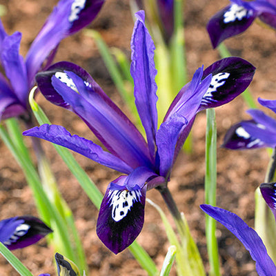 Iris reticulata Blue Note